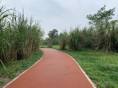 -桤木河湿地公园