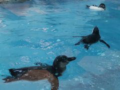 -帝企鹅自助餐厅•儿童岛•真企鹅(长隆企鹅酒店)