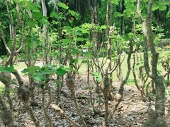-中国科学院西双版纳热带植物园