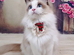 -Bastet sally猫舍购宠(静安店)