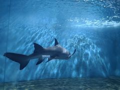 -北戴河圣蓝海洋公园