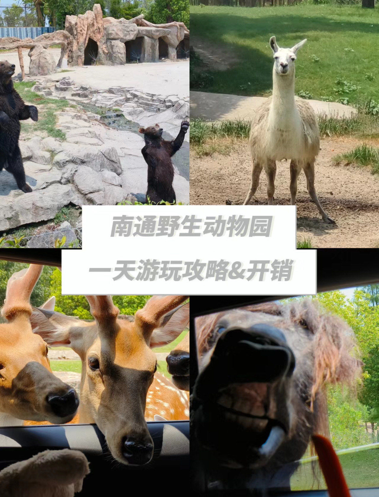 南通森林野生动物园