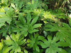 -杭州半山国家森林公园