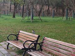 -武汉大学-樱园