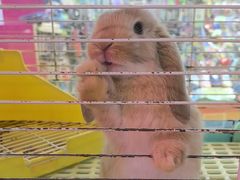 -宠物兔专门店(天丰利市场店)