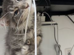 -小猫来了·猫舍(红山六九七九店)