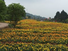 -中国香山·寿香谷