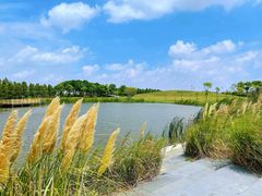 -春花秋色城市公园