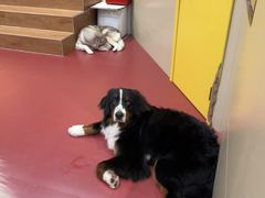 -和它·交个朋友·狗咖猫咖(爱琴海店)