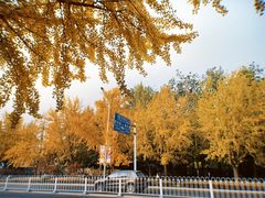 -三里屯东五街银杏大道