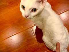 -猫小院猫主题咖啡厅(北锣店)