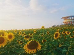-光明小镇欢乐田园