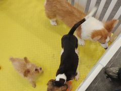 -有喵·猫咖·狗咖·30几只猫10只小狗(岗厦店)