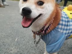 -景田北六街公园宠物主题园