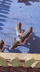 -萌宠亲子动物乐园(槐房万达店)