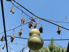 -广州神农草堂中医药博物馆