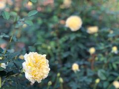 -人民公园(罗湖区)