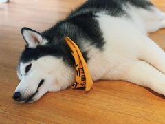 -Husky Go! 哈士奇体验馆·宠物咖啡厅狗咖