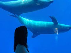 -海合安成都极地海洋公园