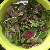 夏日时蔬来一份-蒜泥炒红苋菜！