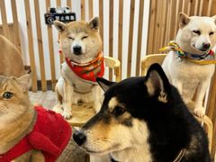 -柴迷FANS CLUB·柴犬狗咖·猫咖