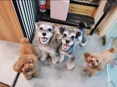 -小尾巴宠物店(万科·金域华庭店)