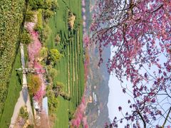 -高东镇樱花园