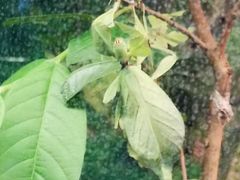 -上海大自然野生昆虫馆(东方明珠·爬宠昆虫探索中心)
