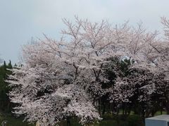 -嘉定紫藤园