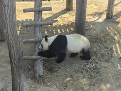-西霞口神雕山野生动物世界