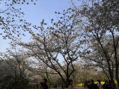 -武汉大学-樱园