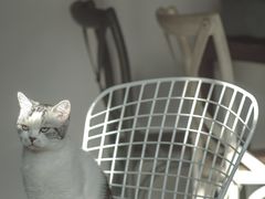 -吉丁鸟咖·异宠·寄养