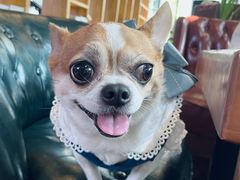 -桉树林A coffee 森林餐厅(三圣乡店)