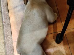 -more than meow吴止猫主题餐厅(承德 中船汇店)