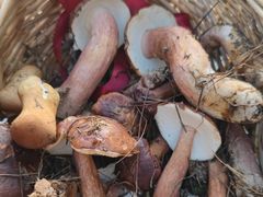 -铁山坪森林公园