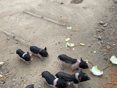 -前小桔亲子创意农场·草莓采摘·露营烧烤