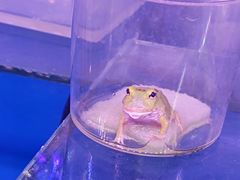 -大自然花鸟鱼虫市场