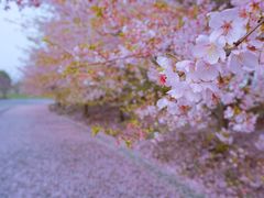 -顾村公园