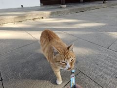 -西园戒幢律寺