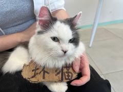 -怪兽屋·羊驼·猫咖·狗咖(俊华广场店)