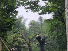 -都江堰中华大熊猫苑