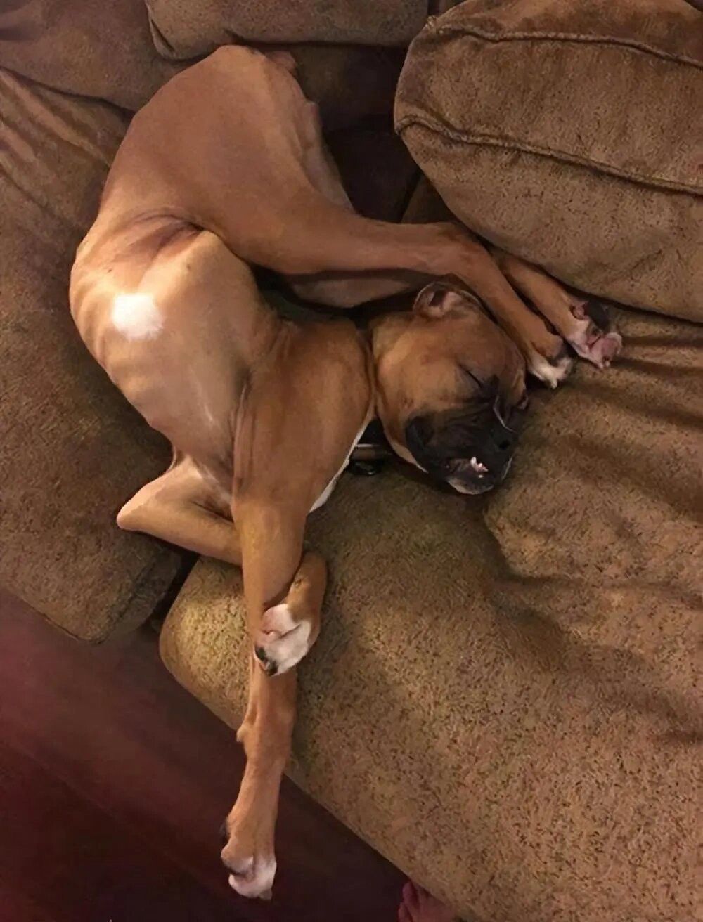 妖娆狗子要睡了!