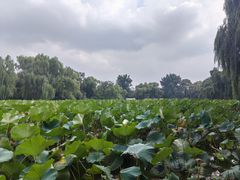 -北陵公园