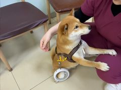 -宠福鑫动物医院(城北分院)