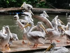 -广州长隆飞鸟乐园
