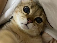 -瑞鹏宠物医院·猫科·宠保定点(梅溪湖分院)