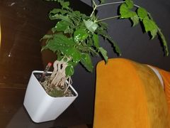 -璞·澐间影院式足道SPA(尚悦湾店)