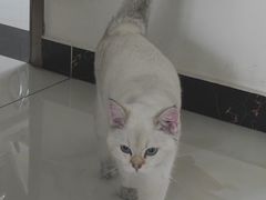 -猫大福·Fortune Cat猫舍(百子湾店)