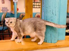-猫小院猫主题咖啡厅(北锣店)