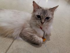 -藏猫猫咖啡主题馆(中央大道店)